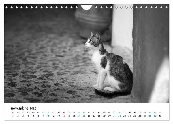 Produktbild: Chats de Santorin - Les princes d'Oia en noir et blanc (Calendrier mural 2026 DIN A4 vertical), CALVENDO calendrier mensuel