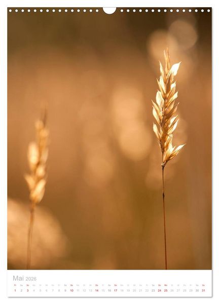 Produktbild: Zarte Gr&auml;ser (Wandkalender 2026 DIN A3 hoch), CALVENDO Monatskalender