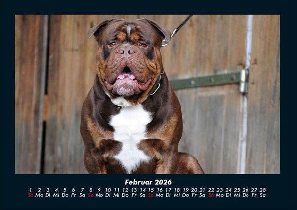 Produktbild: Hunde 2026 Fotokalender DIN A4