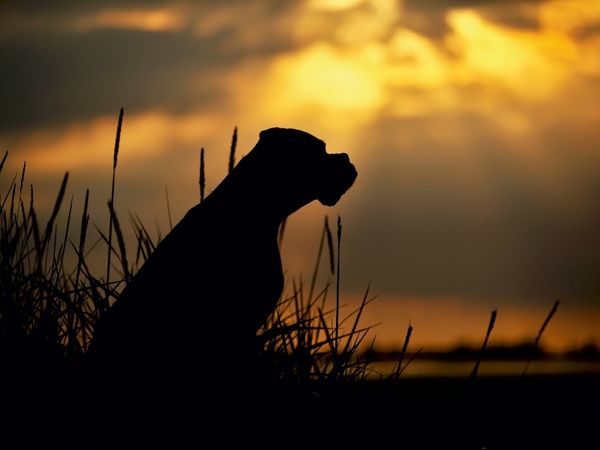 Produktbild: CALVENDO Puzzle Hund im Gegenlicht am Meer 1000 Teile Puzzle quer | 1000 Teile Lege-Gr&ouml;&szlig;e 64 &times; 48 cm Foto-Puzzle f&uuml;r gl&uuml;ckliche Stunden