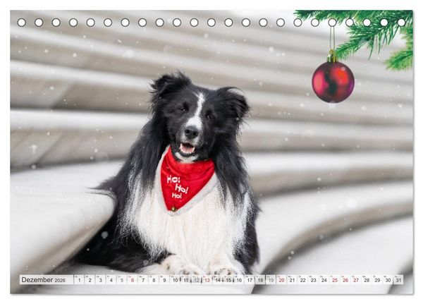 Produktbild: Hamburger Hafencity - Unterwegs mit den Shelties Finn und Louis (Tischkalender 2026 DIN A5 quer), CALVENDO Monatskalender