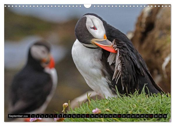 Produktbild: Papageitaucher Clowns der Meere (Wandkalender 2026 DIN A3 quer), CALVENDO Monatskalender