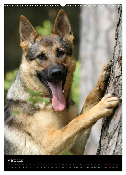 Produktbild: Deutscher Sch&auml;ferhund (Wandkalender 2026 DIN A2 hoch), CALVENDO Monatskalender