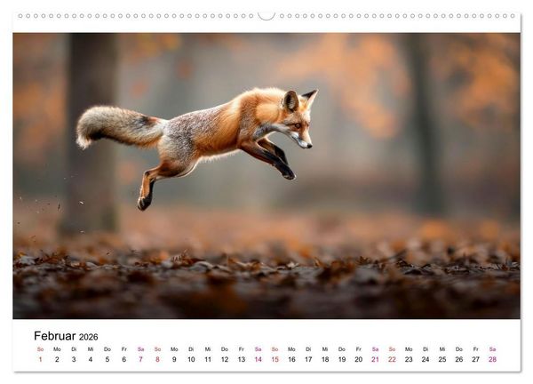 Produktbild: Fuchs - sch&ouml;ne Momente (Wandkalender 2026 DIN A2 quer), CALVENDO Monatskalender