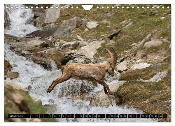 Produktbild: Nationalpark Gran Paradiso (Wandkalender 2026 DIN A4 quer), CALVENDO Monatskalender