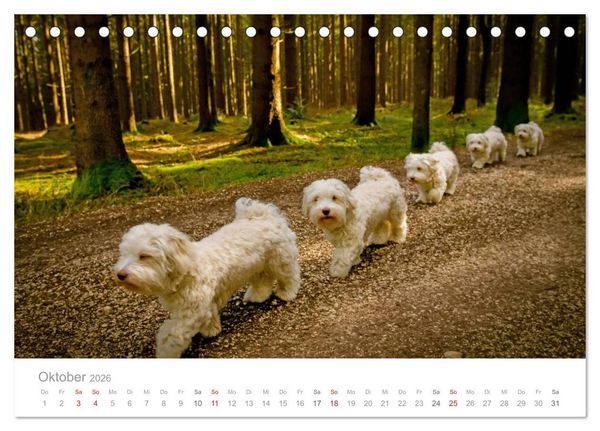 Produktbild: Havaneser - Herz aus Gold (Tischkalender 2026 DIN A5 quer), CALVENDO Monatskalender