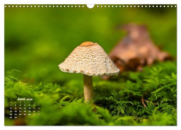 Produktbild: Fantastische Pilzwelten (Wandkalender 2026 DIN A3 quer), CALVENDO Monatskalender