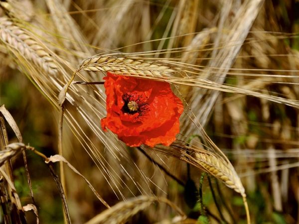 Produktbild: CALVENDO Puzzle Ein Motiv aus dem Kalender Roter Mohn, bunte Wiesen | 1000 Teile Lege-Gr&ouml;&szlig;e 64x48cm Foto-Puzzle f&uuml;r gl&uuml;ckliche Stunden
