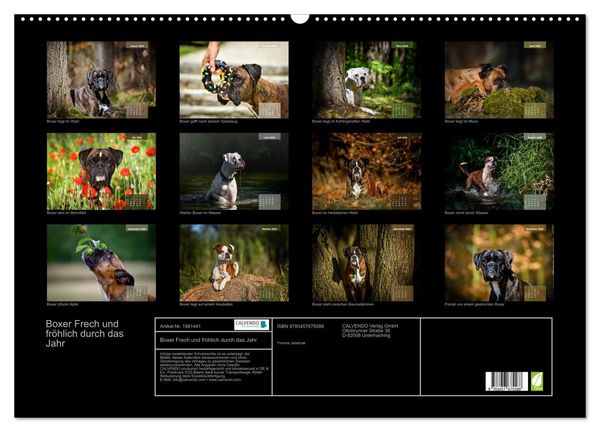 Produktbild: Boxer Frech und fr&ouml;hlich durch das Jahr (Wandkalender 2026 DIN A2 quer), CALVENDO Monatskalender