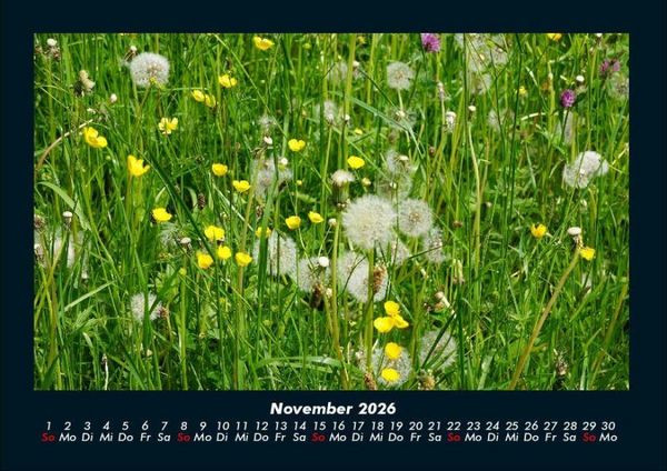 Produktbild: Blumenkalender 2026 Fotokalender DIN A4
