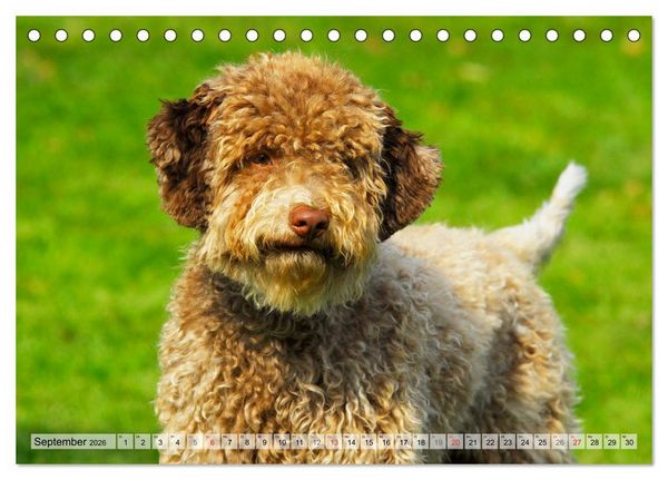 Produktbild: Lagotto Romagnolo - Ein Hund zum Verlieben (Tischkalender 2026 DIN A5 quer), CALVENDO Monatskalender