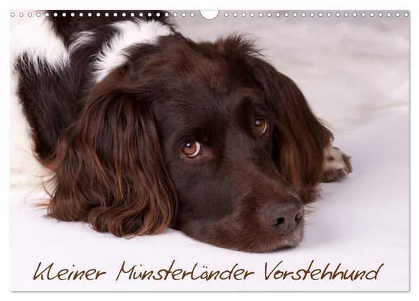 Kleiner Münsterländer Vorstehhund (Wandkalender 2026 DIN A3 quer), CALVENDO Monatskalender