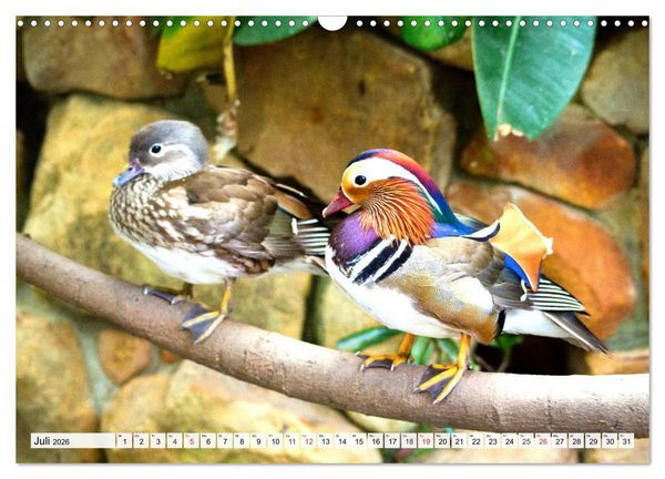 Produktbild: Enten. Bezaubernde und beliebte Schwimmer (Wandkalender 2026 DIN A3 quer), CALVENDO Monatskalender