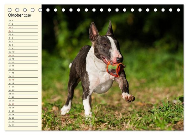 Produktbild: Bullterrier (Tischkalender 2026 DIN A5 quer), CALVENDO Monatskalender