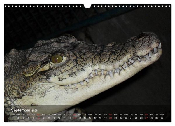 Produktbild: Reptiles Colorful beauties (Wall Calendar 2026 DIN A3 landscape), CALVENDO 12 Month Wall Calendar