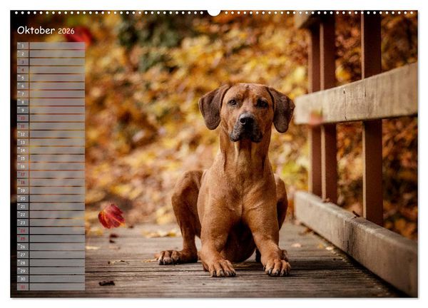 Produktbild: Rhodesian Ridgeback - Herzen auf vier Pfoten (hochwertiger Premium Wandkalender 2026 DIN A2 quer), Kunstdruck in Hochglanz