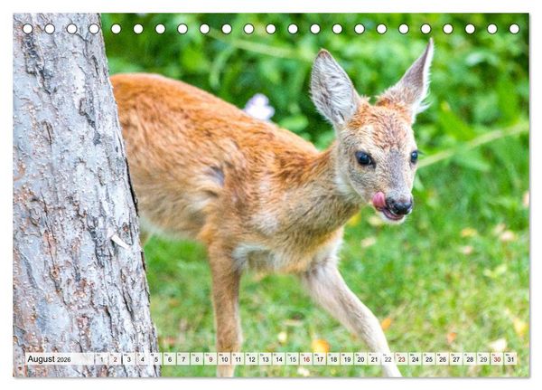 Produktbild: Rehe - Sanfte Waldbewohner (Tischkalender 2026 DIN A5 quer), CALVENDO Monatskalender