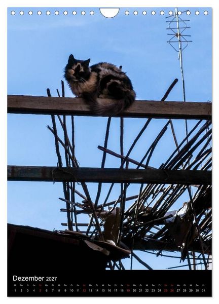 Produktbild: Katzen in Marokko (Wandkalender 2027 DIN A4 hoch), CALVENDO Monatskalender