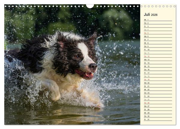 Produktbild: Border Collie 2026 (Wandkalender 2026 DIN A3 quer), CALVENDO Monatskalender