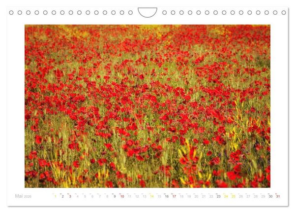 Produktbild: Streifzug durch die Provence (Wandkalender 2026 DIN A4 quer), CALVENDO Monatskalender