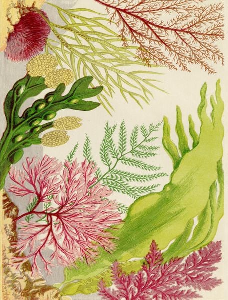 Produktbild: John Derian Wrapping Paper Book II