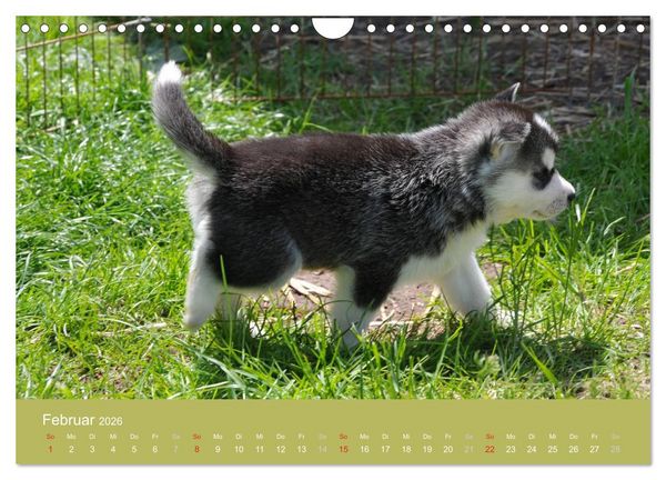 Produktbild: Husky Welpen (Wandkalender 2026 DIN A4 quer), CALVENDO Monatskalender
