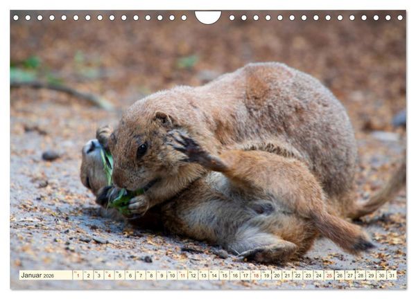 Produktbild: Pr&auml;riehunde - s&uuml;&szlig;e S&auml;uger (Wandkalender 2026 DIN A4 quer), CALVENDO Monatskalender