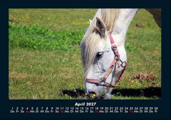 Produktbild: Pferde Kalender 2027 Fotokalender DIN A4