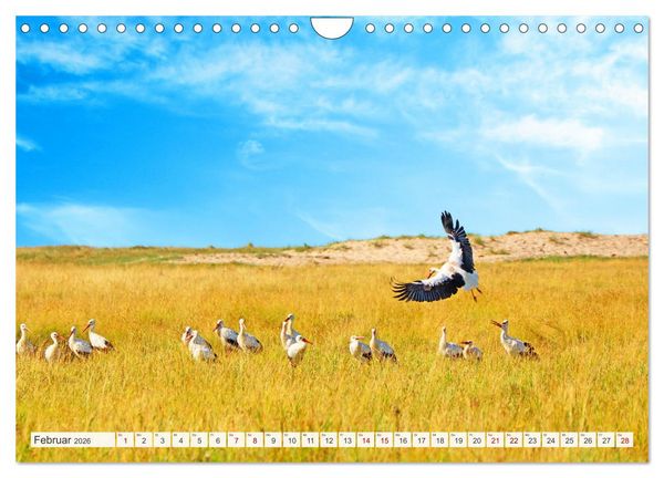 Produktbild: Urlaub in Nordfriesland (Wandkalender 2026 DIN A4 quer), CALVENDO Monatskalender