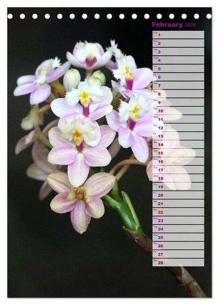 Produktbild: Kruse, G: Orchids - Infinite Variety (Desk Calendar 2026 DIN