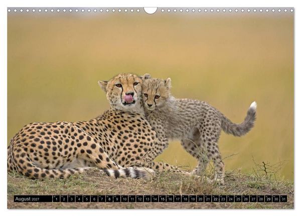 Produktbild: Magie des Augenblicks: Geparde - verschmuste Raubkatzen (Wandkalender 2027 DIN A3 quer), CALVENDO Monatskalender