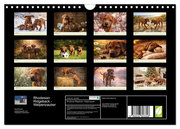 Produktbild: Rhodesian Ridgeback - Welpenzauber (Wandkalender 2027 DIN A4 quer), CALVENDO Monatskalender