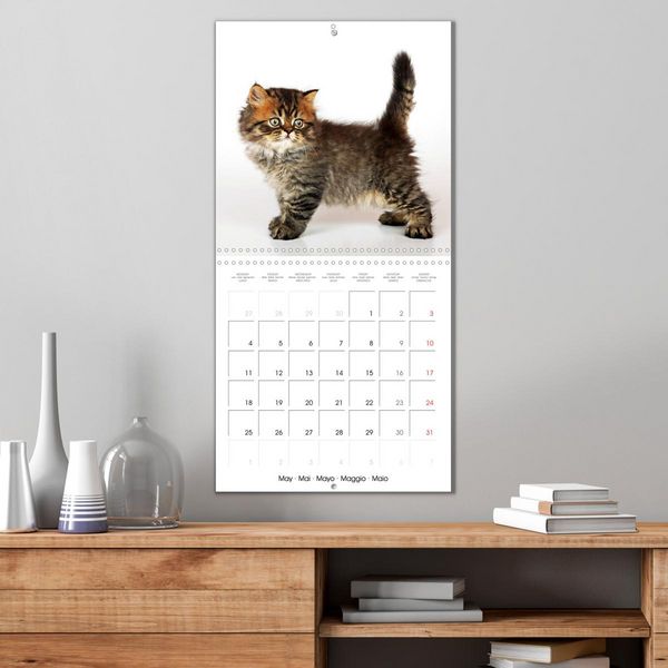 Produktbild: Persian Kittens (Wall Calendar 2026 12 &times; 12 Inch) CALVENDO 12 Month Wall Calendar