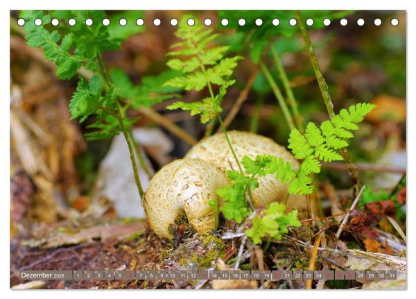 Produktbild: Die bunte Welt der Pilze (Tischkalender 2026 DIN A5 quer), CALVENDO Monatskalender