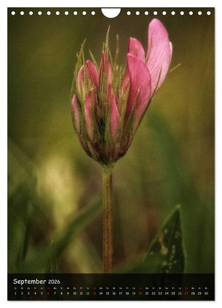 Produktbild: Alpenblumen 2026 (Wandkalender 2026 DIN A4 hoch), CALVENDO Monatskalender