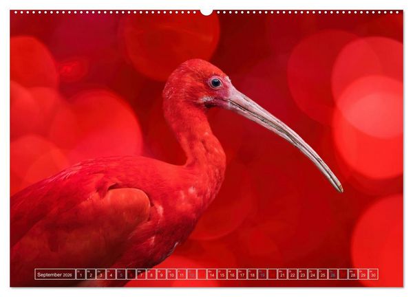 Produktbild: Die bunte Welt der V&ouml;gel (hochwertiger Premium Wandkalender 2026 DIN A2 quer), Kunstdruck in Hochglanz
