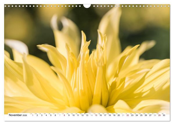 Produktbild: Dahlien-Kronen (Wandkalender 2026 DIN A3 quer), CALVENDO Monatskalender