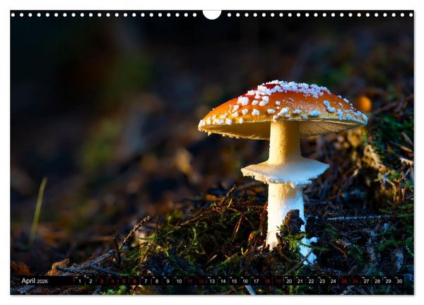 Produktbild: Wilde Pilze: Ein Kalender f&uuml;r Naturbegeisterte (Wandkalender 2026 DIN A3 quer), CALVENDO Monatskalender