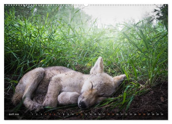 Produktbild: Les p'tits loups gris (Calendrier mural 2026 DIN A2 vertical) calendrier de bureau