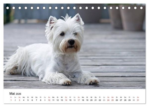 Produktbild: Mein Hundekalender 2026 (Tischkalender 2026 DIN A5 quer), CALVENDO Monatskalender