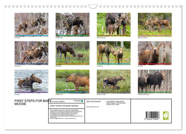 Produktbild: FIRST STEPS FOR BABY MOOSE (Wall Calendar 2026 DIN A3 landscape), CALVENDO 12 Month Wall Calendar