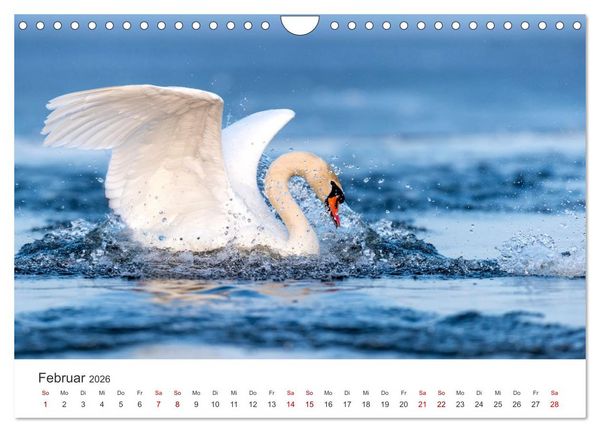 Produktbild: Schw&auml;ne - Prachtvolle Federkleider. (Wandkalender 2026 DIN A4 quer), CALVENDO Monatskalender