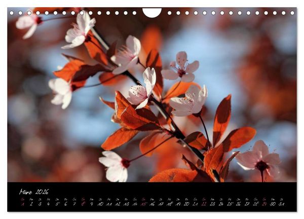 Produktbild: Zeit der Natur - Ein Augenblick zur Ewigkeit (Wandkalender 2026 DIN A4 quer), CALVENDO Monatskalender