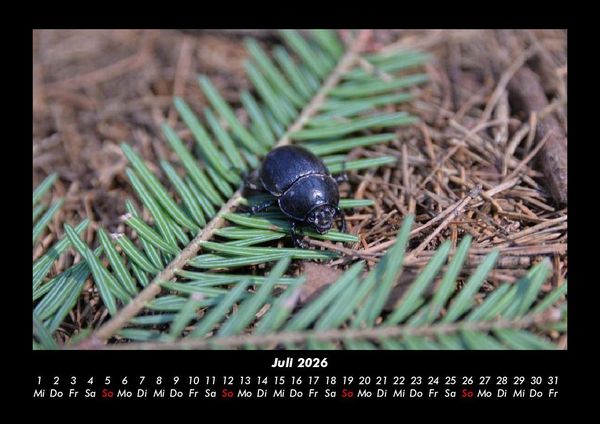 Produktbild: Waldbewohner 2026 Fotokalender DIN A3