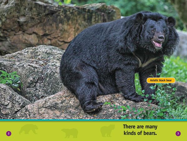 Produktbild: All About Bears