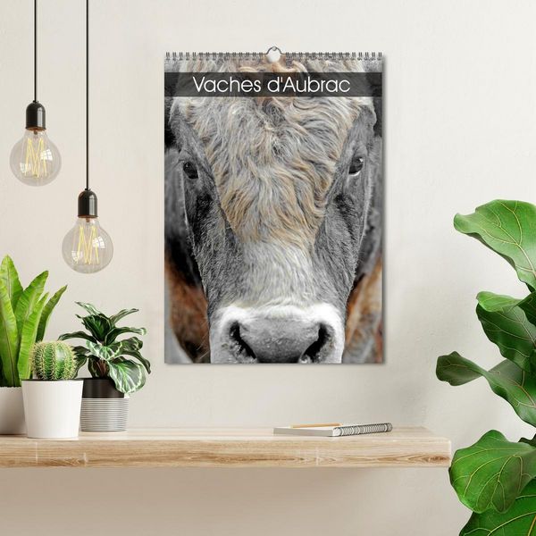 Produktbild: Vaches d'Aubrac (Calendrier mural 2026 DIN A3 horizontal), CALVENDO calendrier mensuel