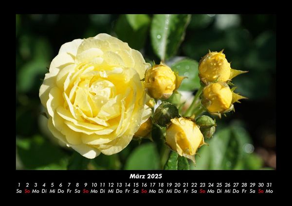 Produktbild: Rosentraum 2025 Fotokalender DIN A3