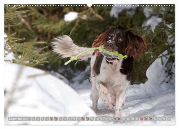 Produktbild: Passion Jagdhund - Kleiner M&uuml;nsterl&auml;nder (Wandkalender 2026 DIN A2 quer), CALVENDO Monatskalender