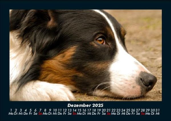 Produktbild: Haustierkalender 2025 Fotokalender DIN A5