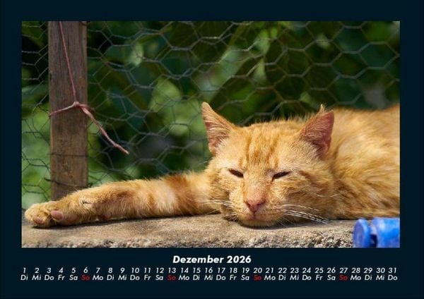 Produktbild: F&uuml;r Katzenfreunde 2026 Fotokalender DIN A4